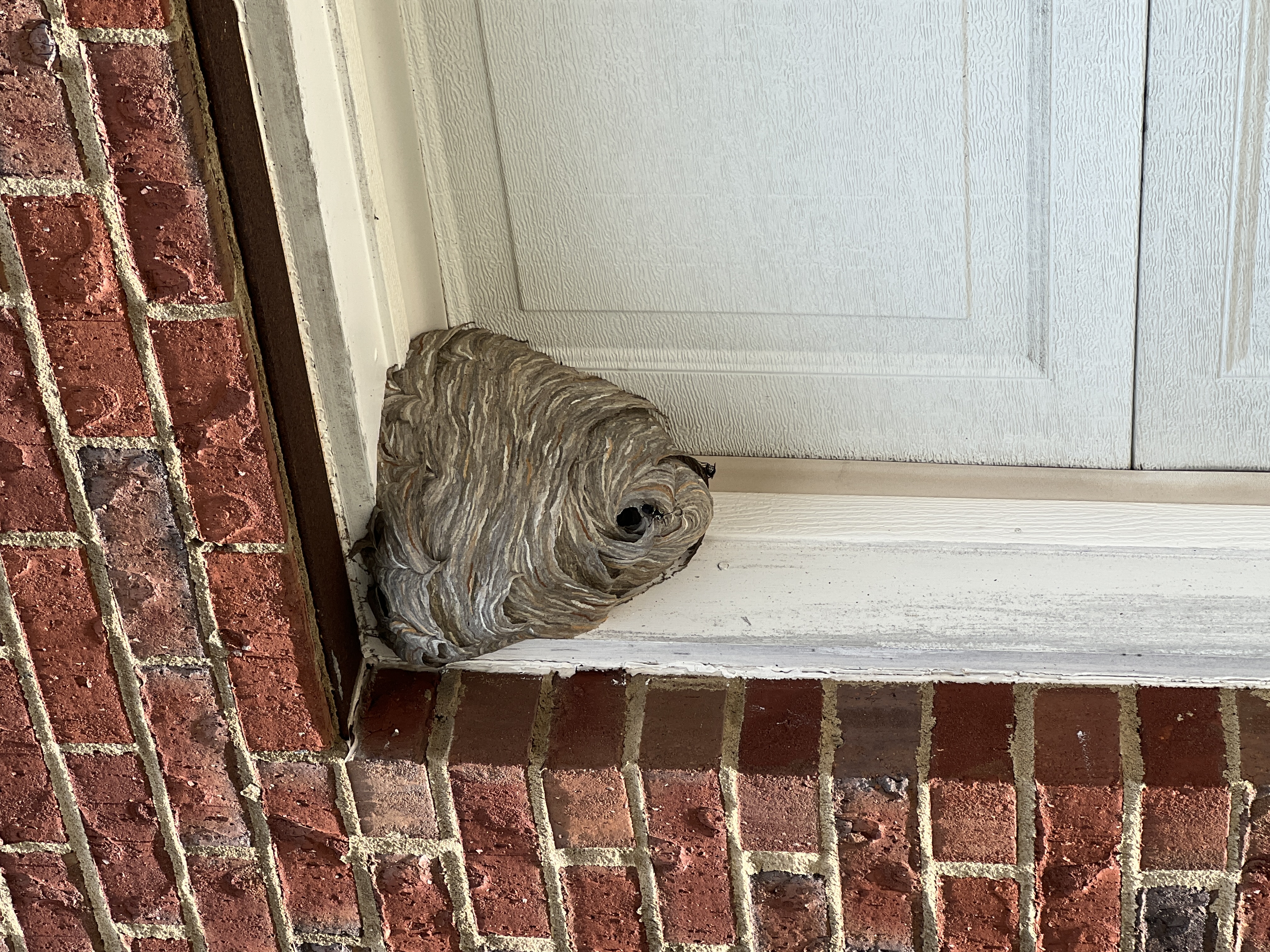 Bald-faced Hornets Removal in Dallas, GA